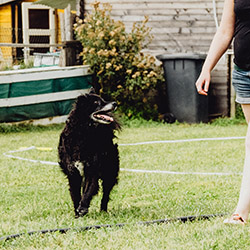 Longieren - Körpersprache lesen & einsetzen, Fokus verbessern, Bindung stärken