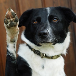 Tricksen - Kreative Tricks, Belohnungswege & mentale Auslastung für clevere Hunde