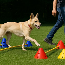 Beschäftigung - abwechslungsreiche Aufgaben zur verbesserung eurer Kommunikation und Auslastung