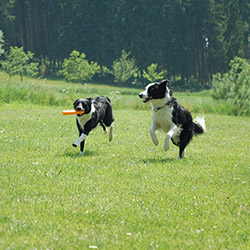 Tu das - lass das - motivieren & belohnen - Viele kreative Belohnungswege & Kommunikationsmethoden für den Alltag