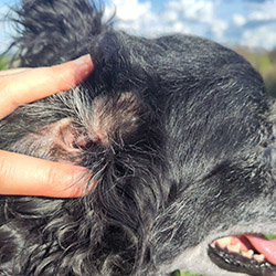 Medical Training - Entspanntes Handling, Körperkontrolle & Vorbereitung auf Tierarzt/ Pflege