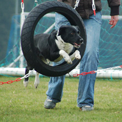 Agility - Tempo & Kopfarbeit. Extra-Gruppen für kleine Hunde, Junghunde & Senioren geplant