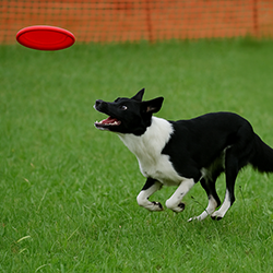 Freestyle Frisbee - Wurftechniken, Tricks & sichere Abläufe für sportliche Teams