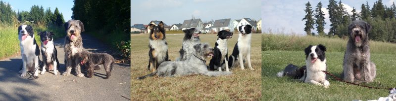 Mehrere Hunde in der Gruppe beim professionellen Gassi-Service in Hof unterwegs