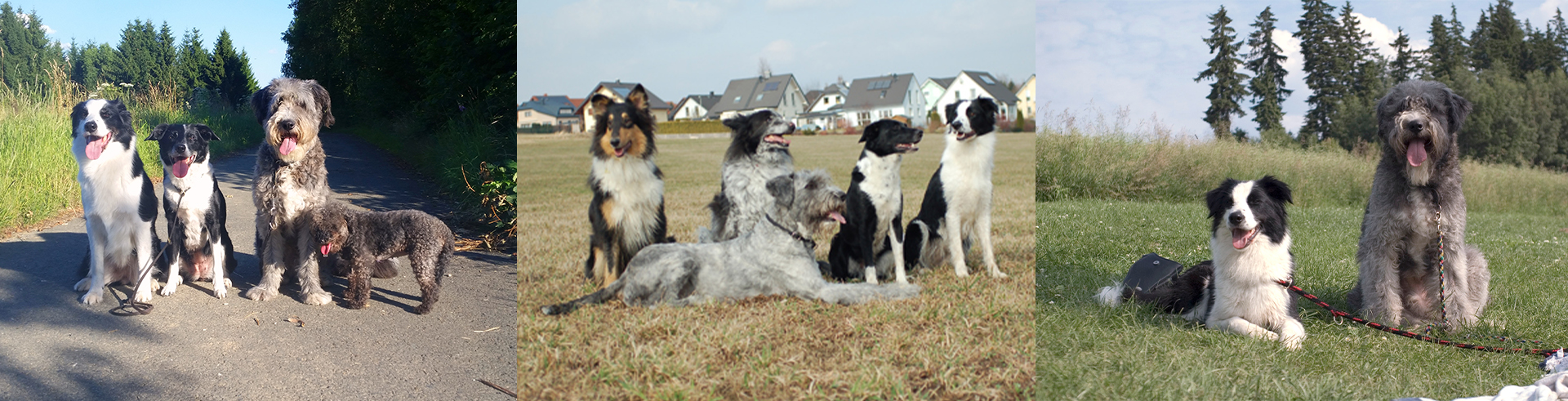 Mehrere Hunde in der Gruppe beim professionellen Gassi-Service in Hof unterwegs