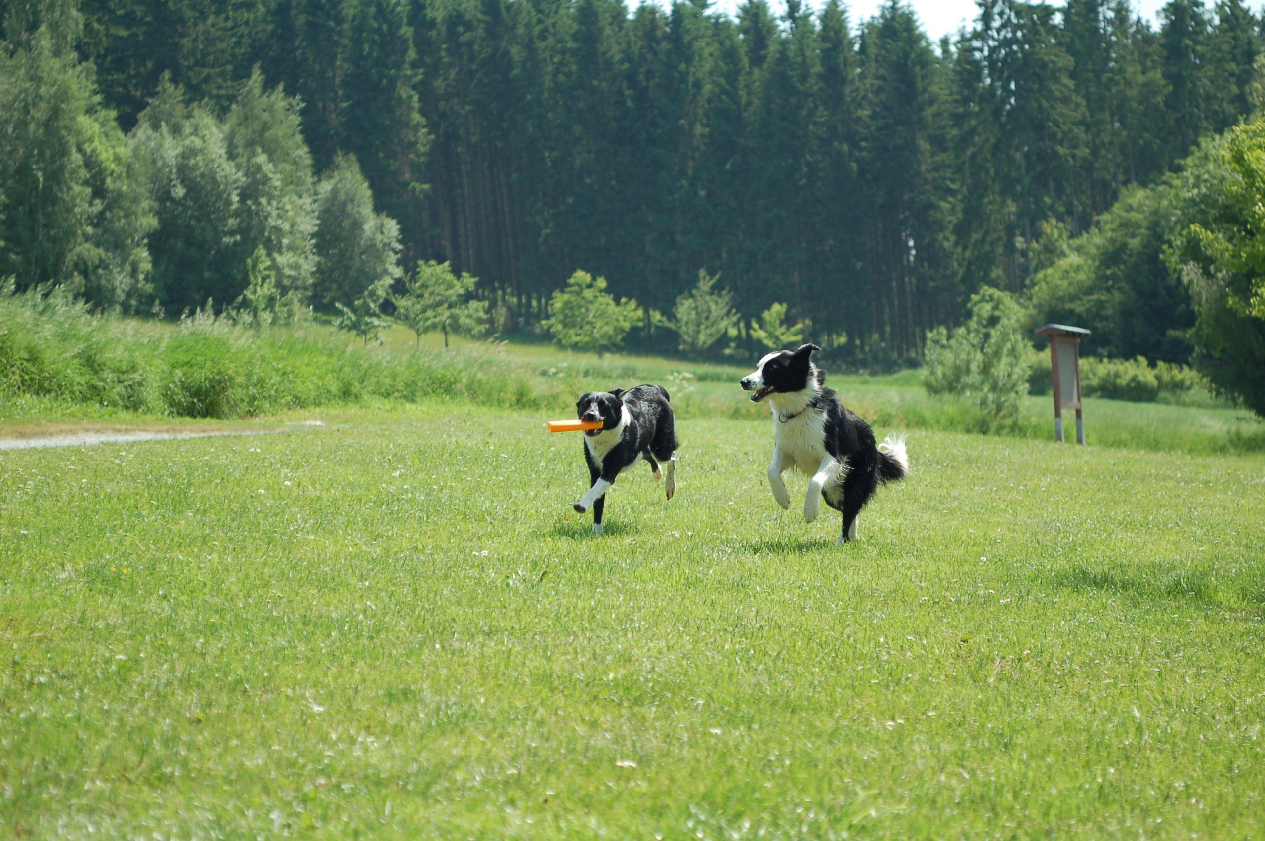 Zwei Hunde rennen gemeinsam über eine Wiese, einer trägt einen Gegenstand im Maul, der andere folgt motiviert