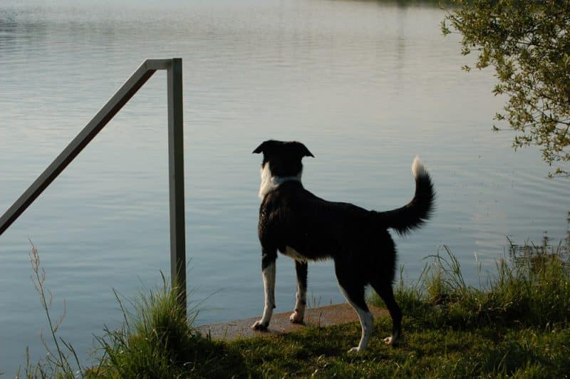 Anmeldung für das Hundetraining in der Hundeschule Hof bei Tail Titans