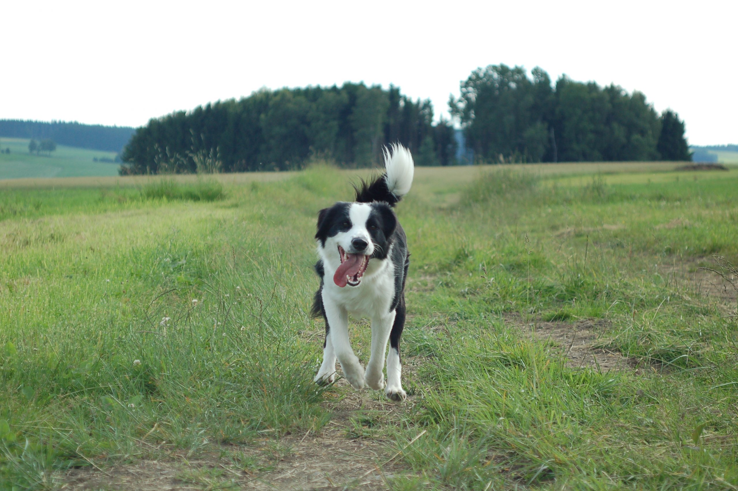 Border Collie beim freudigen Rückruf-Training in der Hundeschule