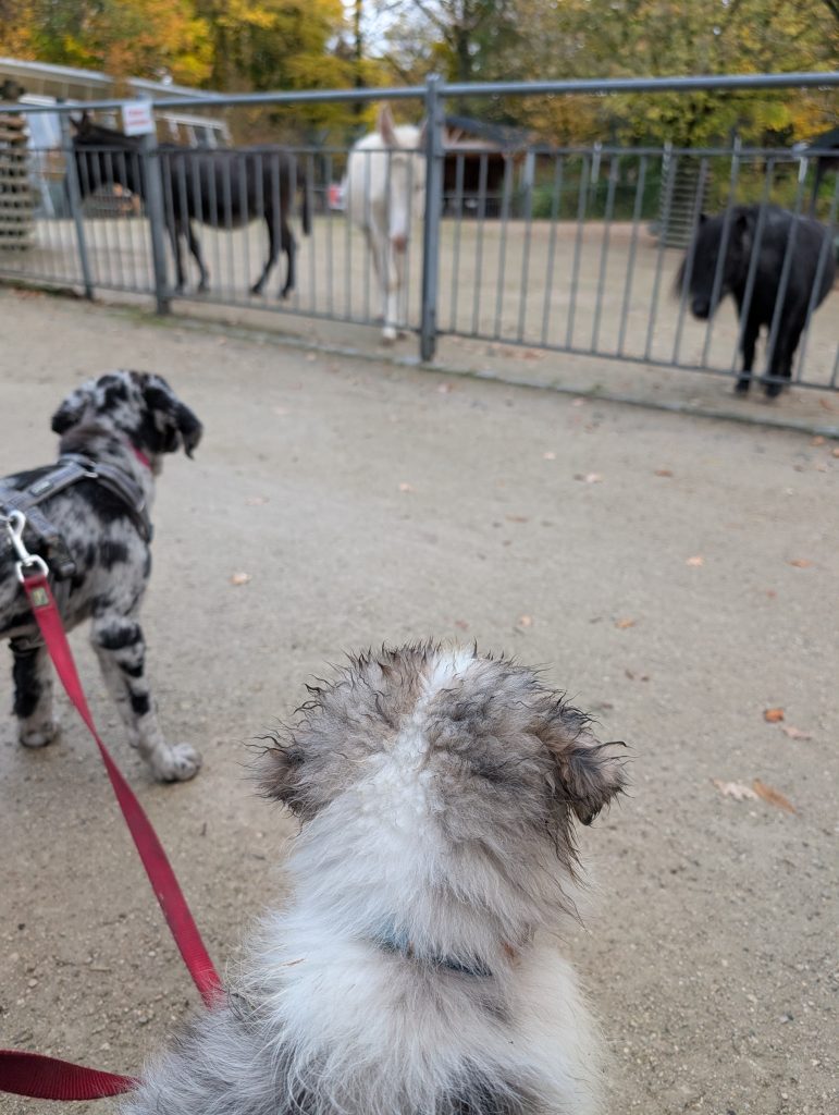 Zwei neugierige Welpen beobachten aufmerksam Tiere im Zoo – Welpentraining der Hundeschule Tail Titans in Hof.