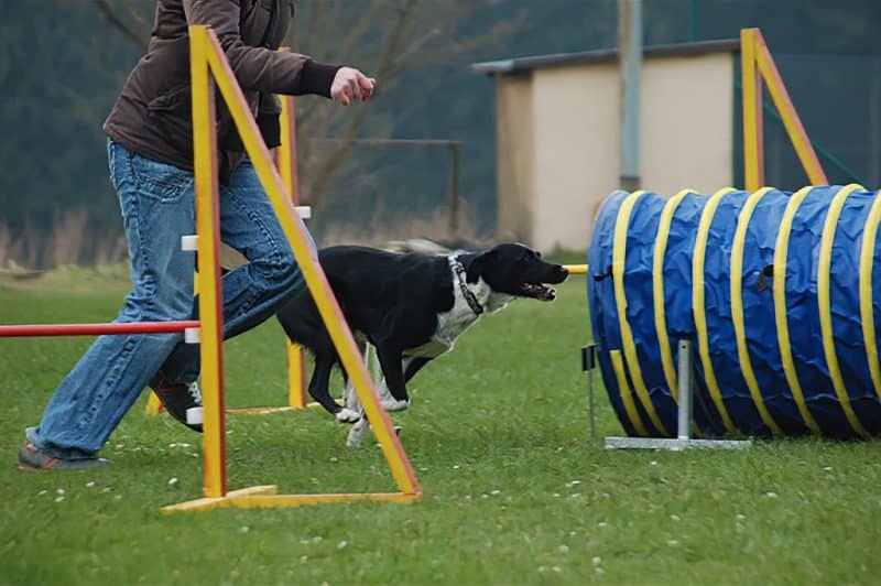 Ein Hund rennt auf einen Tunnel zu während des Agility Kurses in der Hundeschule in Hof