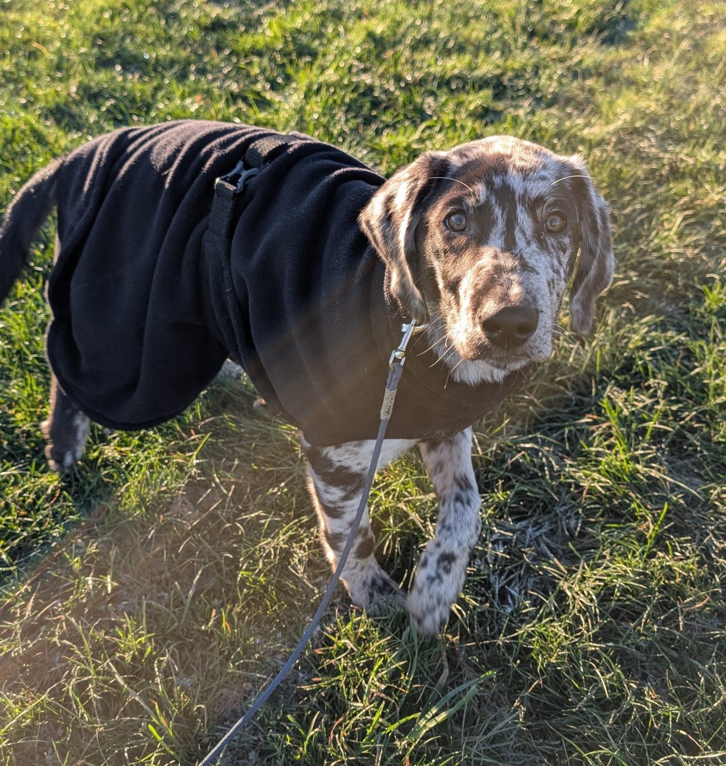 Wenn’s draußen richtig kalt wird: Was Hunde jetzt wirklich brauchen – und wann ein Mantel sinnvoll ist