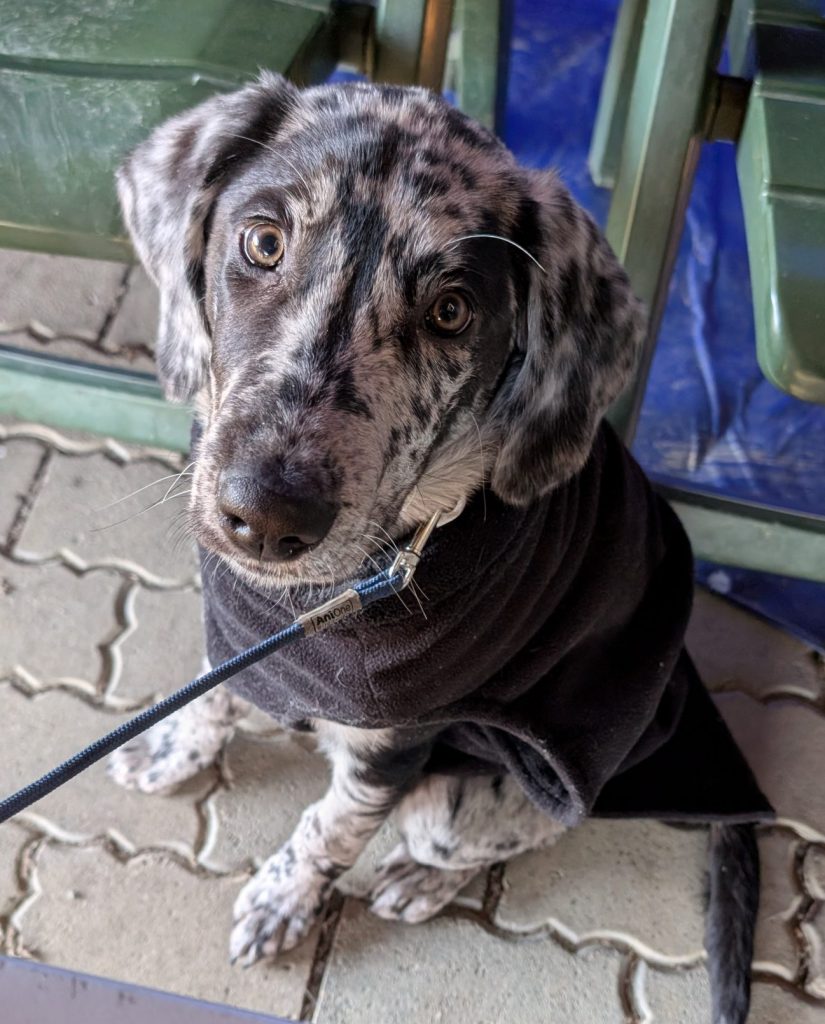 Chapati, eine junge Labrador-Mischlingshündin, sitzt im Winter still da und trägt einen Hundemantel, der sie beim Warten warm hält.