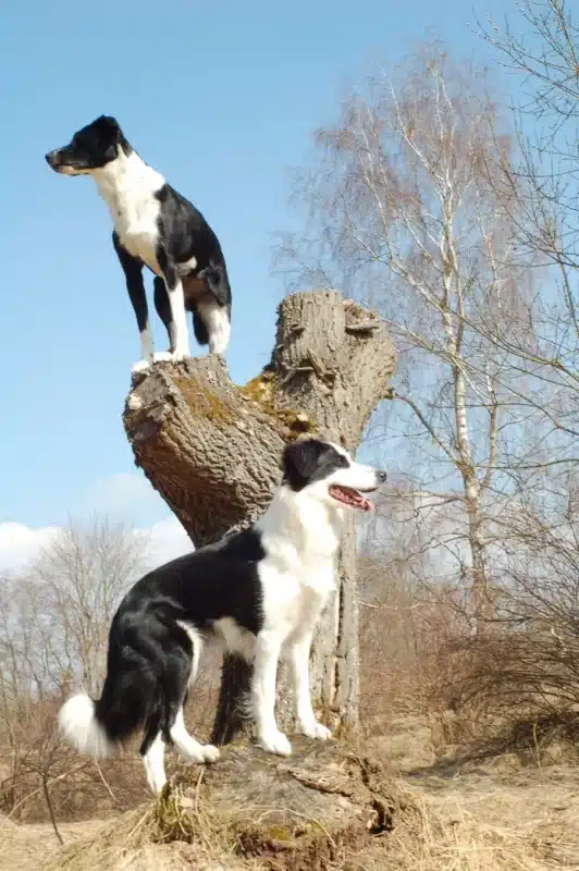 Zwei Hunde auf einem Baumstamm blicken aufmerksam in die Ferne beim Hundetraining in Hof