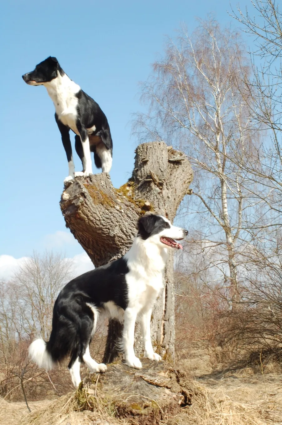 Zwei Hunde auf einem Baumstamm blicken aufmerksam in die Ferne beim Hundetraining in Hof