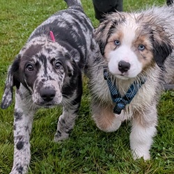 Welpentreff - Verständnis, Vertrauen und eine solide Basis für die Erziehung deines Welpen