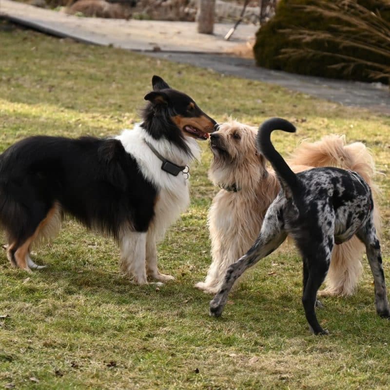 Drei verschiedene Hunde interagieren höflich und entspannt beim geführten Freilauf in der Hundeschule Tail Titans in Hof.