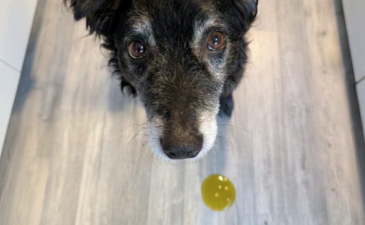 Nächtliches Schmatzen und Unruhe: Warum Sodbrennen beim Hund im Winter zunimmt