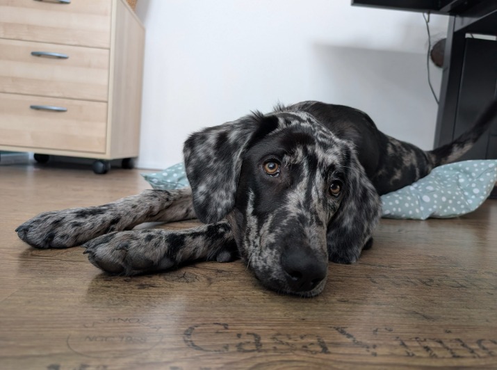 müder Hund mit unruhigem Blick als mögliches Anzeichen für Sodbrennen beim Hund