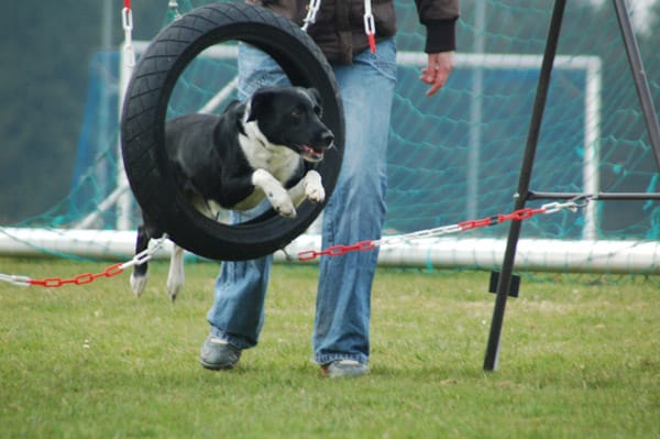 Ein Hund springt durch einen Reifen während des Agility Kurses in der Hundeschule in Hof.