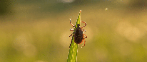 Warum Zeckenschutz in der Region Hof jetzt wichtiger ist als je zuvor!