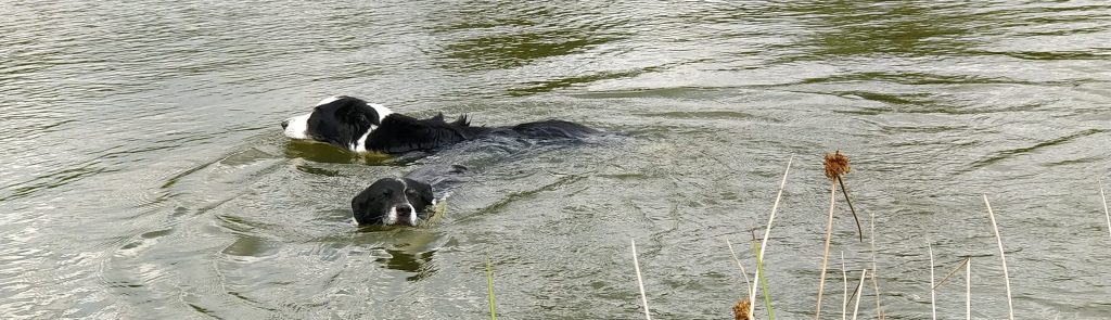 2 entspannte Hunde schwimmen im Untreusee bei Hof