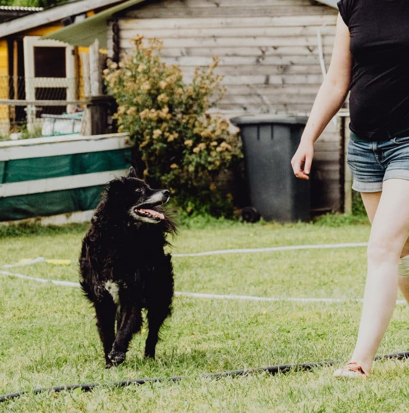 Hundetrainerin Sonja beim Longieren mit Kroatischem Schäferhund Garwin in der Hundeschule Hof – Fokus auf Körpersprache und Blickkontakt.