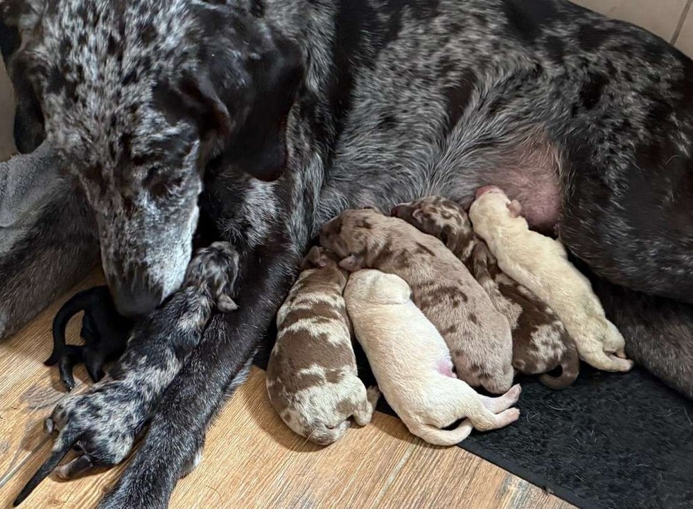 Hundemutter säugt ihren frisch geborenen Wurf Welpen.