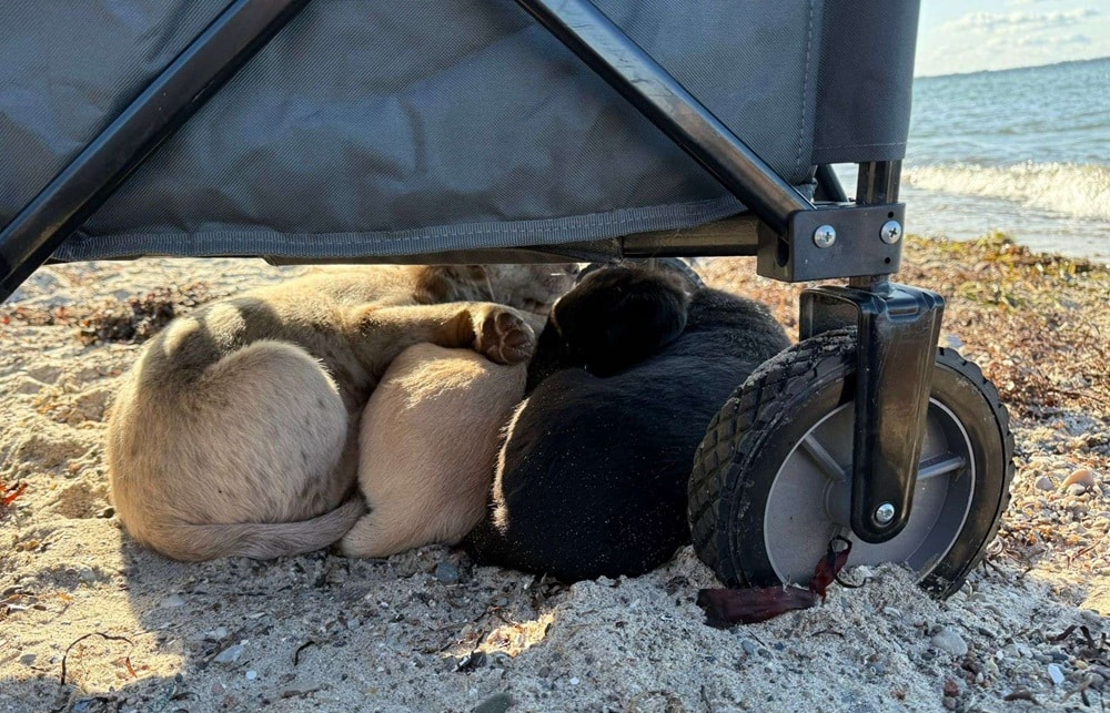 Drei Welpen schlafen gemeinsam gekuschelt im Sand unter dem Schatten eines Wagens.