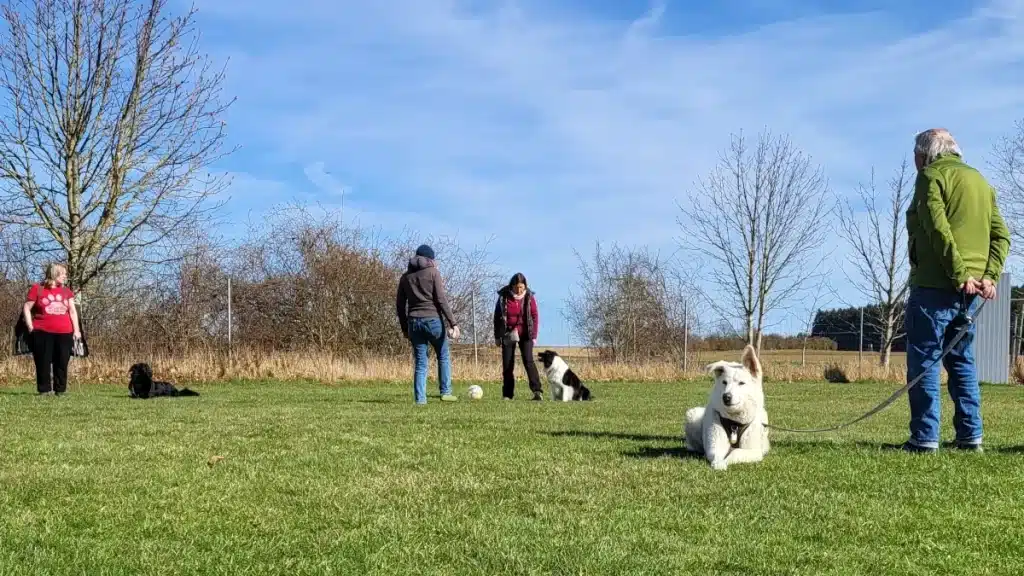 Hundefreunde mit ihren Hunden auf dem eingezäunten Vereinsgelände des Dogfriends Hof e. V. in Wölbattendorf