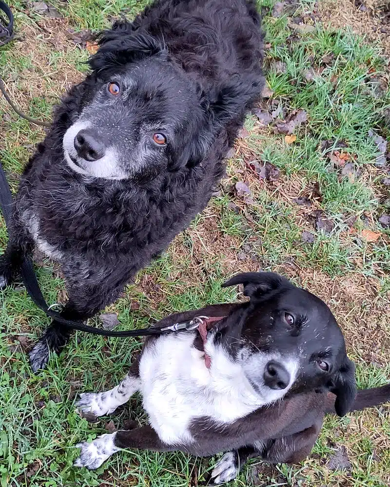 Zwei Hunde sitzen im Gras und schauen aufmerksam nach oben in die Kamera