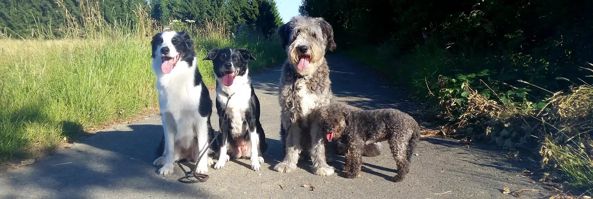 Vier Hunde sitzen entspannt nebeneinander auf einem Feldweg – Urlaubsbetreuung für Hunde in Hof bei Tail Titans
