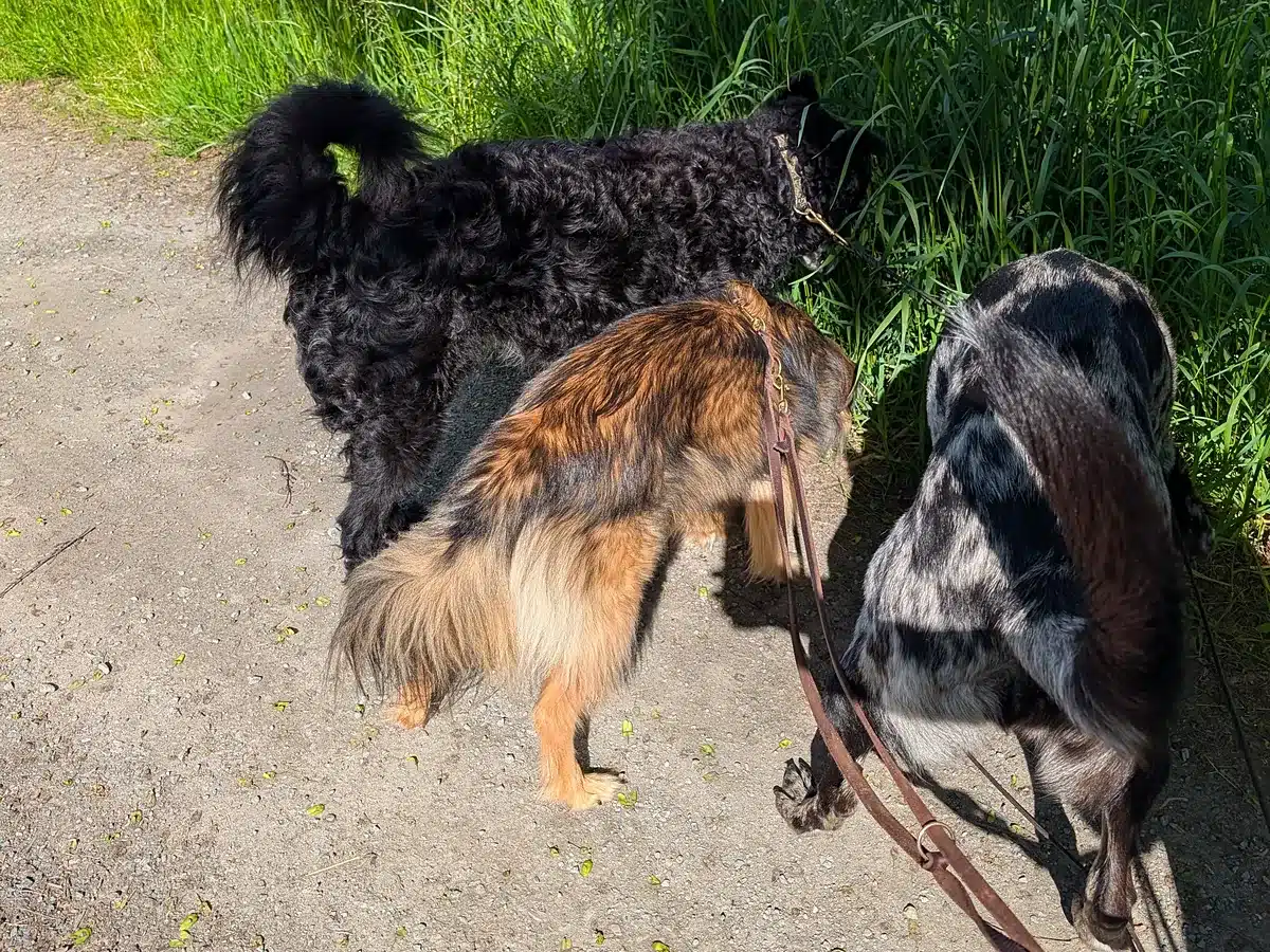 Drei Hunde schnüffeln beim gemeinsamen Spaziergang am Wegesrand im Hofer Land