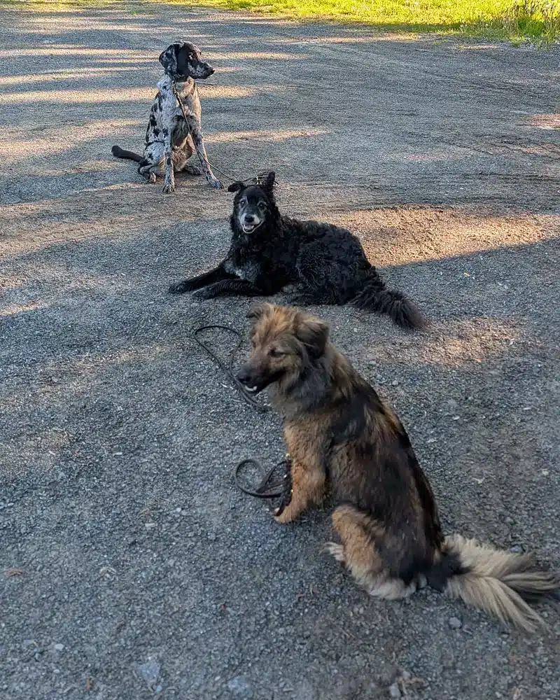 Drei Hunde warten entspannt auf einem Schotterweg in der Sonne